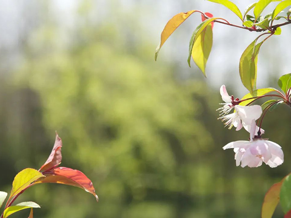 At the turn of the year, its spring. [Ruidun Techn